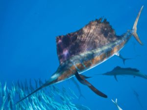 sailfish